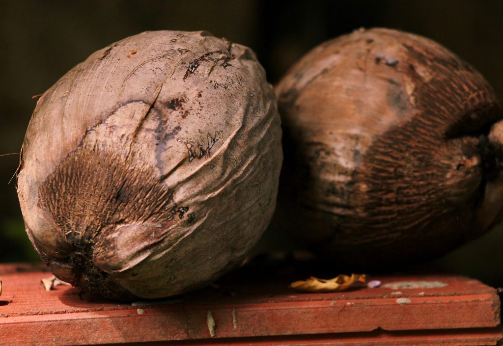 dry coconut oil